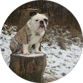 user_profile