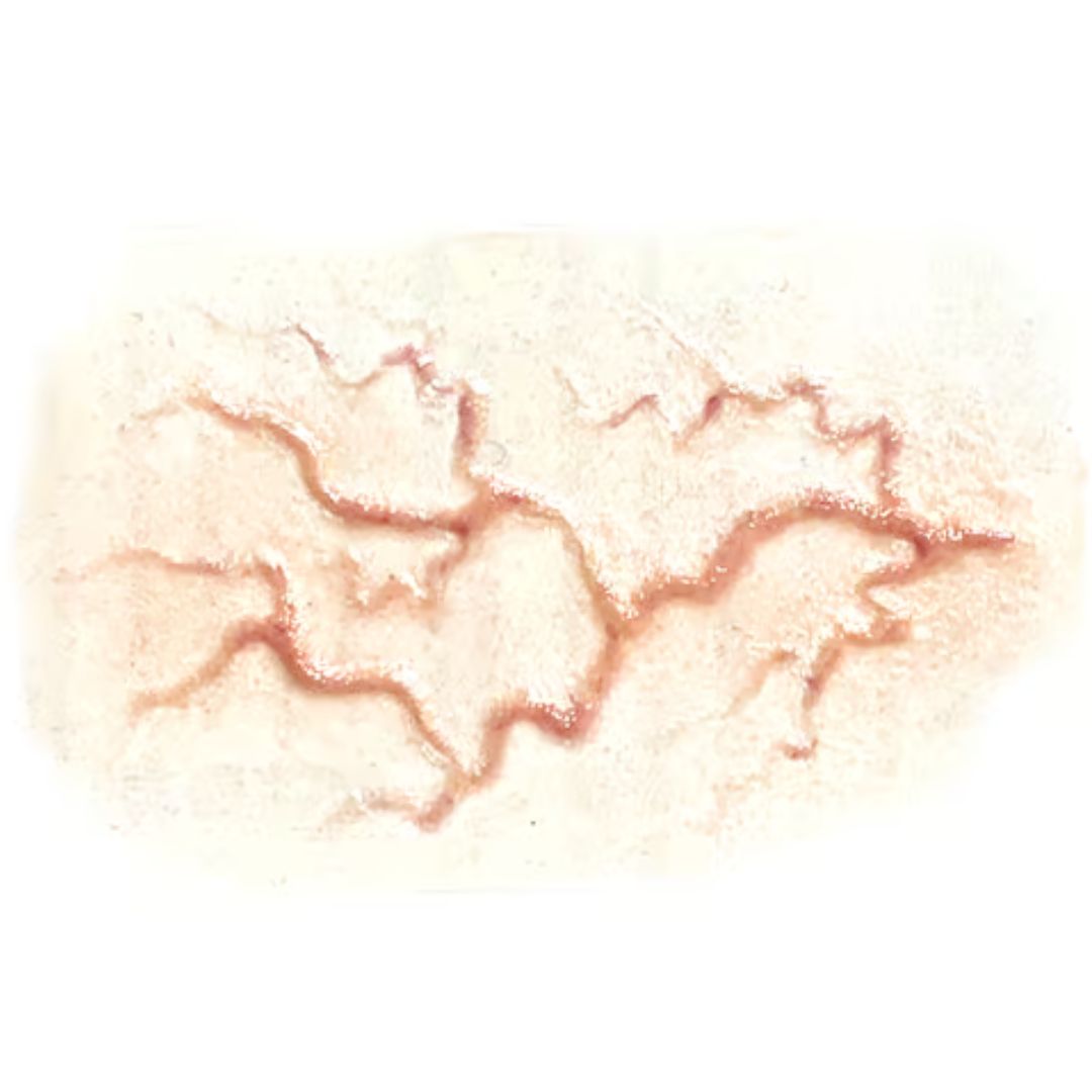 Tinsley Transfers Veins FX close-up – realistisch SFX-effect Detailweergave van Tinsley Transfers Veins 3D FX Transfer – realistisch adereffect, verkrijgbaar bij SchminkenGrime.nl