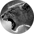 user_profile