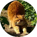 user_profile